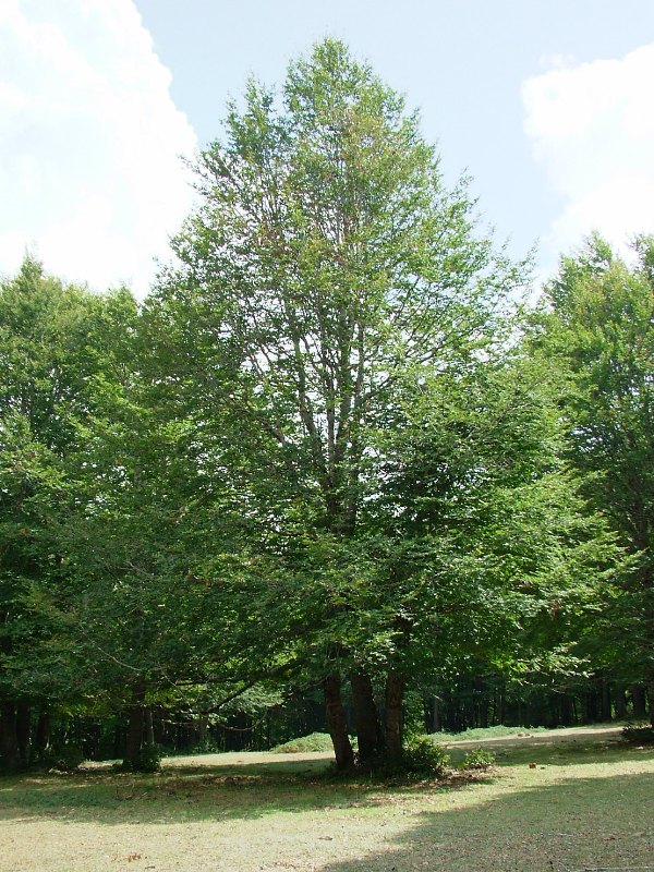faggeta